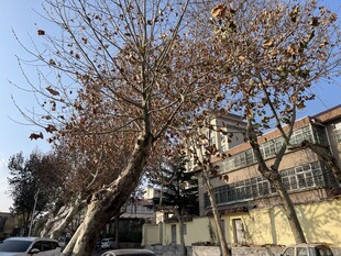 冬日路旁光秃树木景观