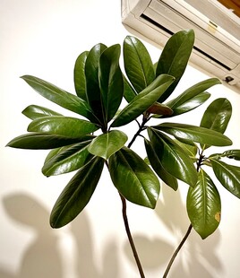 室内绿植生机盎然