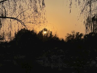 夕阳下的垂柳美景