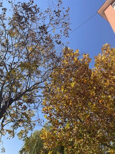 秋日树梢  蓝天映衬美景