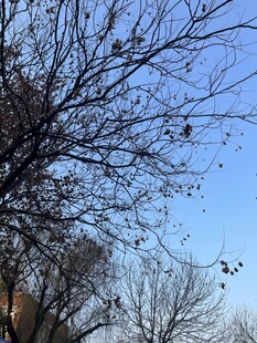 冬日树枝与蓝天景象