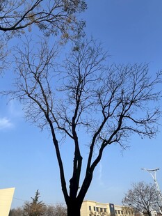 蓝天映衬下的光秃树木