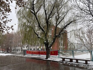 雪后垂柳下的城市景致