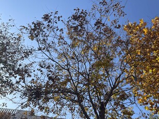 秋日树木蓝天景致