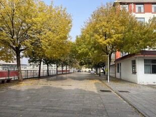 秋日街道旁的黄叶树木