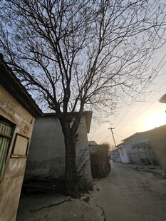 乡村冬日枯树旁的小屋