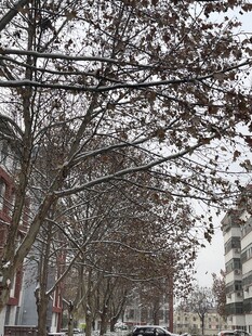 冬日街道旁的落叶树木