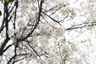 枝头绽放的粉嫩樱花
