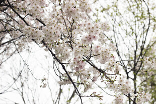 枝头绽放的烂漫樱花