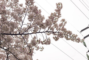 枝头绽放的粉嫩樱花