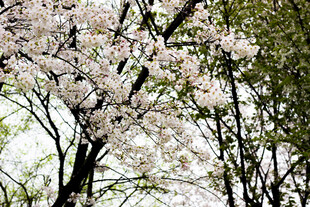 春日盛开的烂漫樱花树