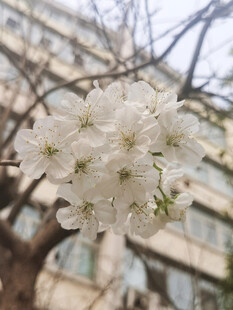 枝头绽放的洁白樱花