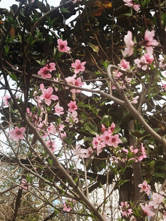 春日绽放的粉嫩花朵