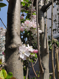 繁花绕树