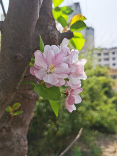枝头绽放的娇艳粉色花朵