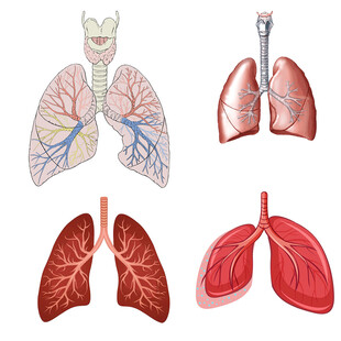 人体肺部解剖结构示意图