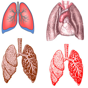 人体肺部解剖结构示意图