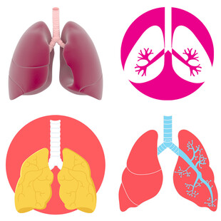 肺部结构与解剖示意图