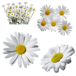 清新洋甘菊花朵素材集合
