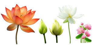 多彩莲花与花苞展示