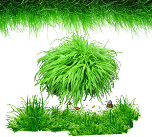 翠绿茂盛的草丛景观