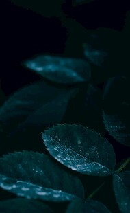 带水珠的深绿叶片