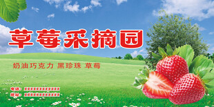 草莓采摘园宣传海报