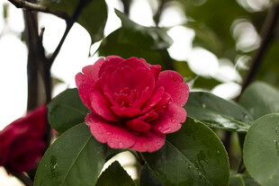 红色山茶花