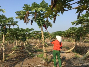 农民田间打理木瓜树