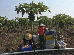 田间劳作的农民与丰收成果