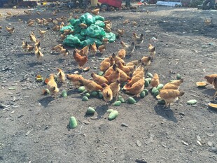 地上散落的玉米与杂物