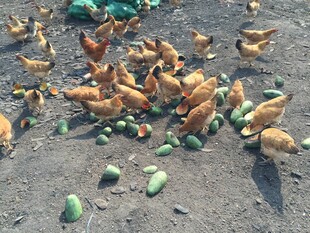 鸡群啄食地上的绿色食物