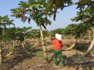 农民田间打理木瓜树