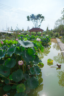 夏日荷塘美景