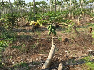 木瓜种植园景象