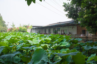 乡村荷塘边的宁静小屋