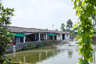 水乡古宅畔的清幽池塘