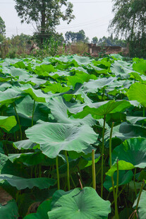 夏日荷塘荷叶茂盛景观