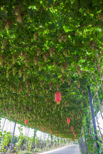 绿荫长廊下的红色点缀