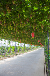 葡萄藤架下的静谧小路