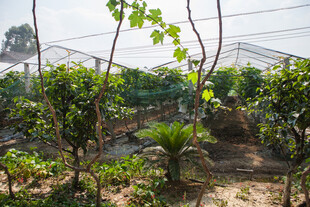 温室中的葡萄种植景象