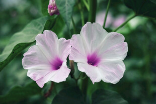 两朵绽放的粉色牵牛花