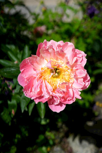 娇艳粉色牡丹花绽放