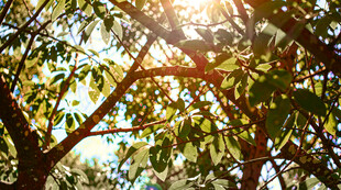 阳光透过树叶洒下的美景