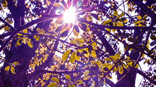 阳光透过黄叶的美丽瞬间