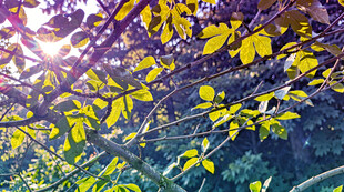 阳光洒落金黄树叶美景