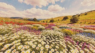 五彩花海田园风光美景