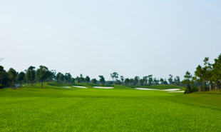 广袤绿野