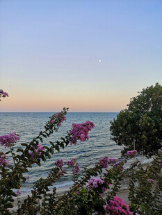 海边烂漫花丛与暮色海景