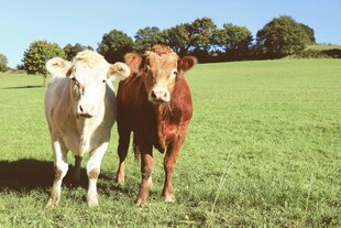 田野中的两头牛